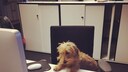 B&uuml;rohunde