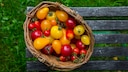 Ein Korb mit unterschiedlichen Tomaten