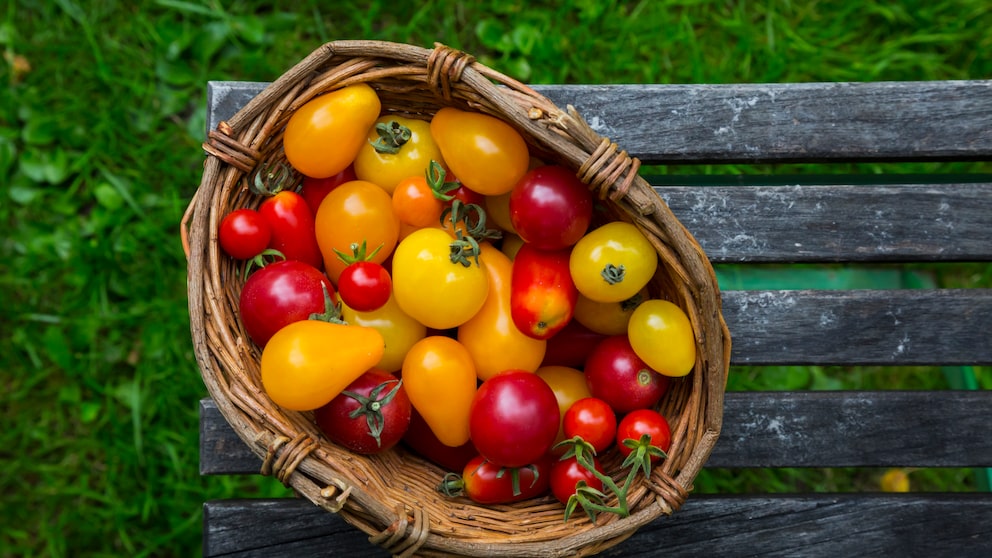 Ein Korb mit unterschiedlichen Tomaten