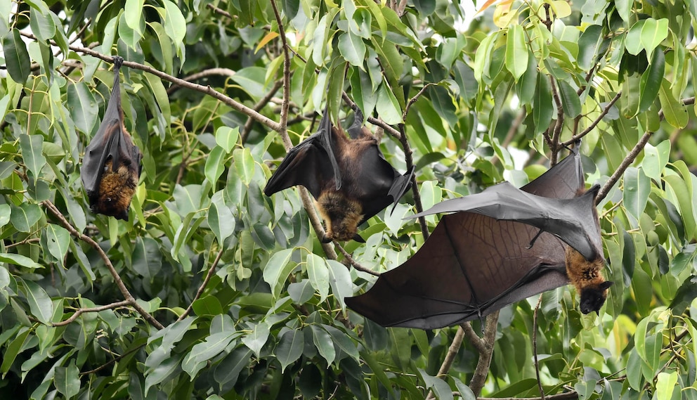 Drei fruchtfressende Fledermäuse in einem Baum