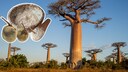 Baobab-Baum