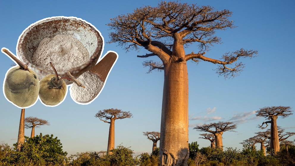 Baobab-Baum