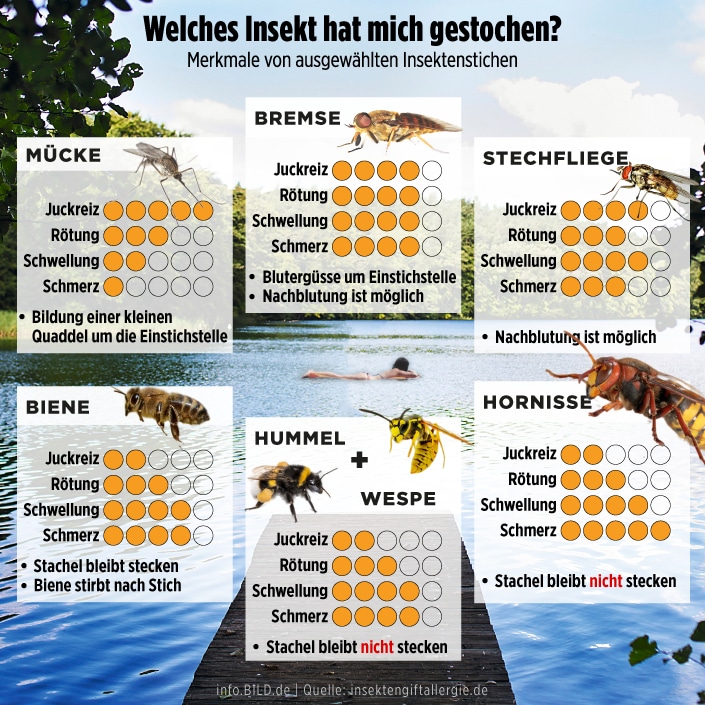 Merkmale von ausgewählten Insektenstichen