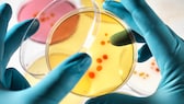 Untersuchung von Bakterien in Petrischale