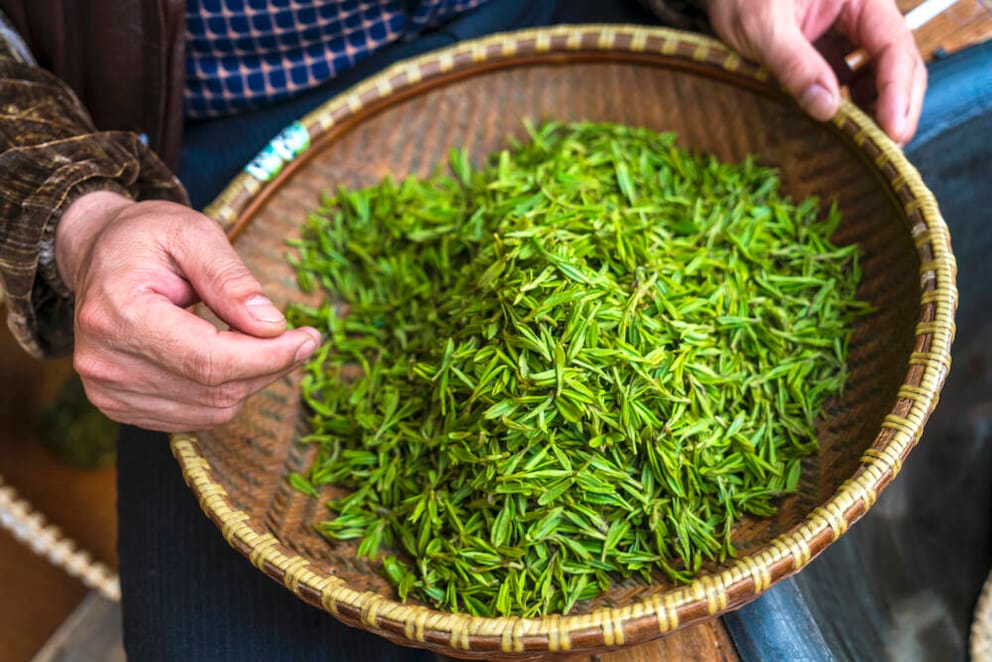 The leaves of a green tea