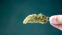 Cannabis