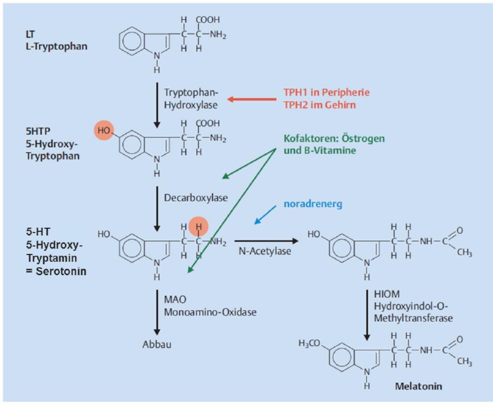 Von L-Tryptophan zu Serotonin