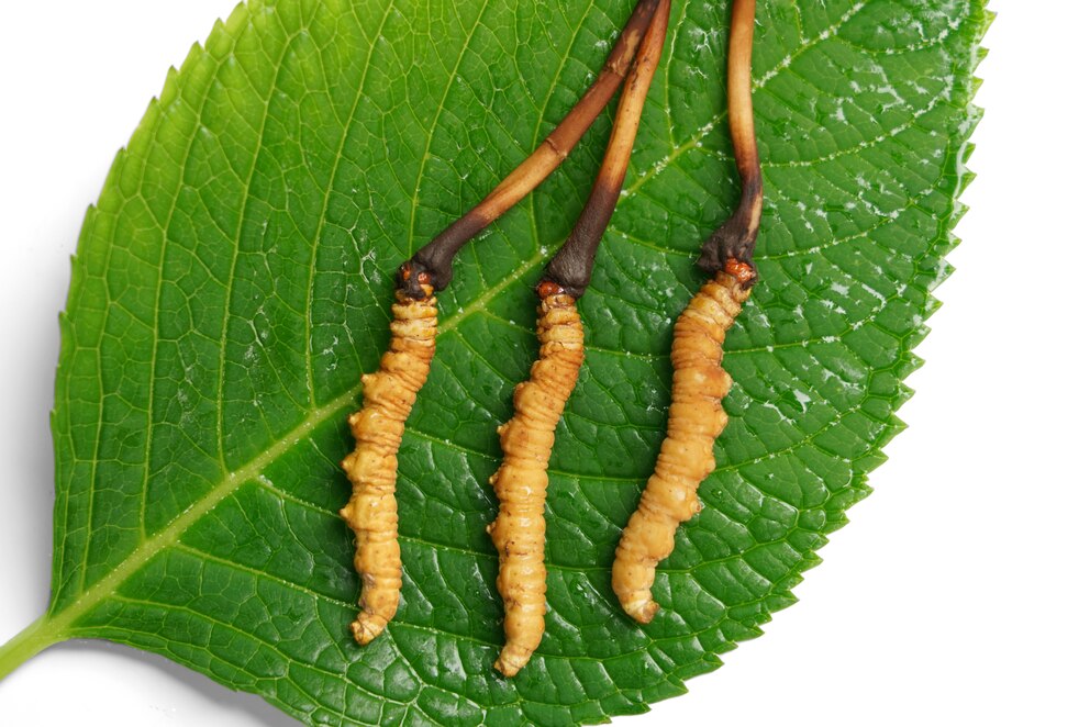 Cordyceps sinensis