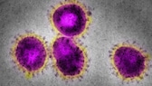 Ein Coronavirus unter dem Mikroskop