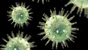 Epstein-Barr-Virus