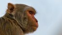 Totimpfstoff: Das Gesicht eines Rhesus-Affens