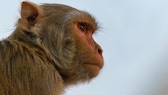 Totimpfstoff: Das Gesicht eines Rhesus-Affens