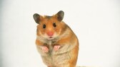 Hongkonger Forscher haben nachgewiesen, dass Masken Hamster vor Corona schützen können