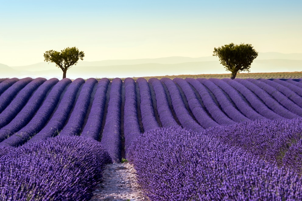 Lavendel Feld