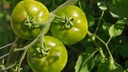 Gr&uuml;ne Tomaten