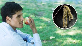 Mann isst Apfel, daneben Birkenpollen
