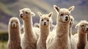 Lamas