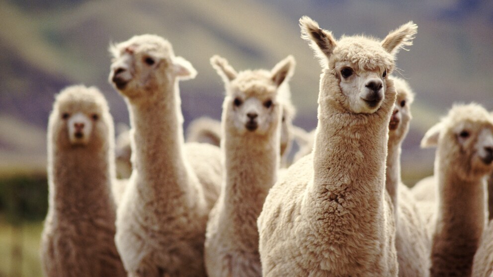 Lamas