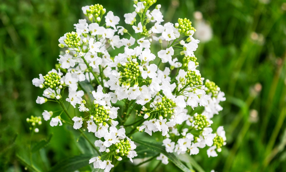 Schön anzusehen und komplett essbar – eine Meerrettichpflanze in voller Blüte 