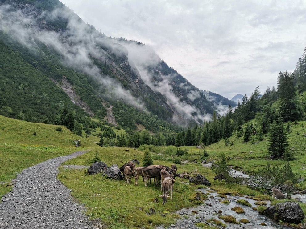 Weidegebit auf Alpenüberquerung