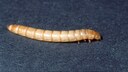 Mehlwurm EU: Die Larve eines gelben Mehlwurms