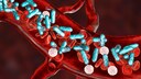 Blutvergiftung: Eine Sepsis gehört zu den häufigsten Todesursachen