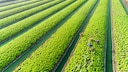Gemüsefarm in Thailand