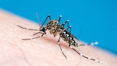 Stechmücken: Krankheiten