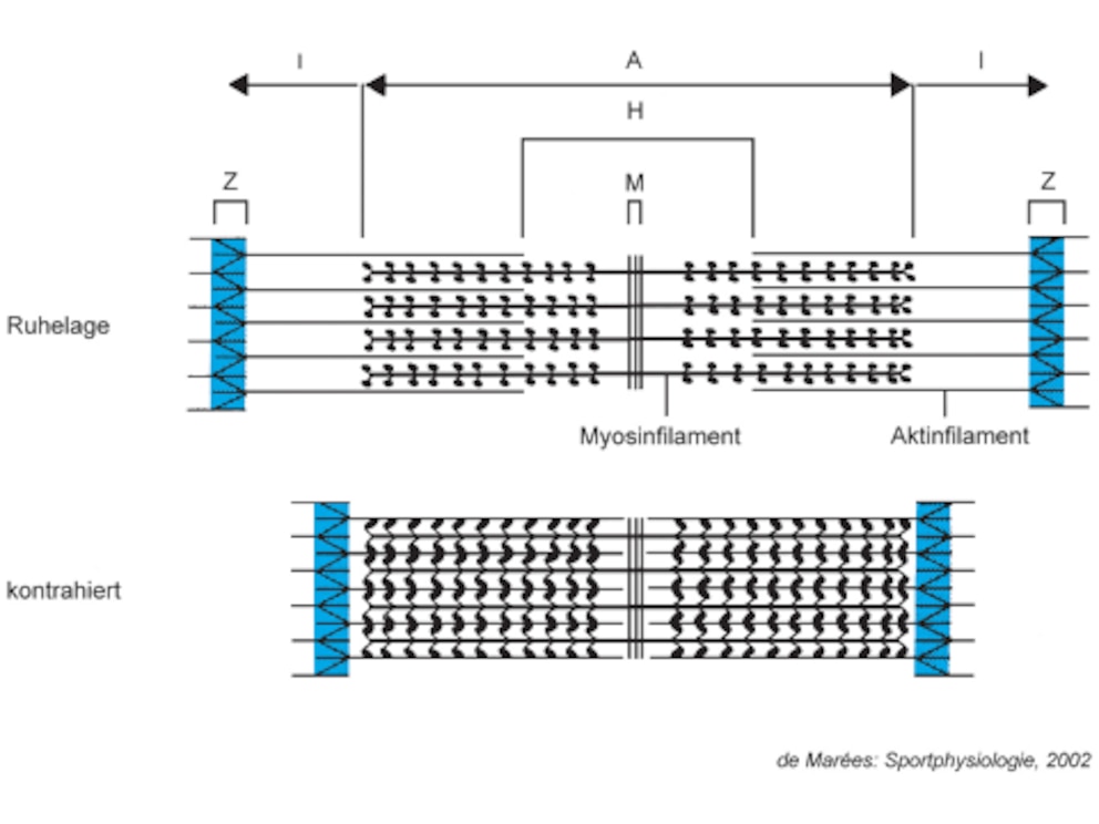 <br>Abbildung: Sarkomer in Ruhe bzw. gedehnt vs. unter Spannung bzw. kontrahiert. Quelle: De Marees, Sportphysiologie, Sportverlag Strauss, Köln.