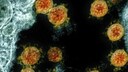Delta-Variante Coronavirus