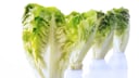 Römersalat