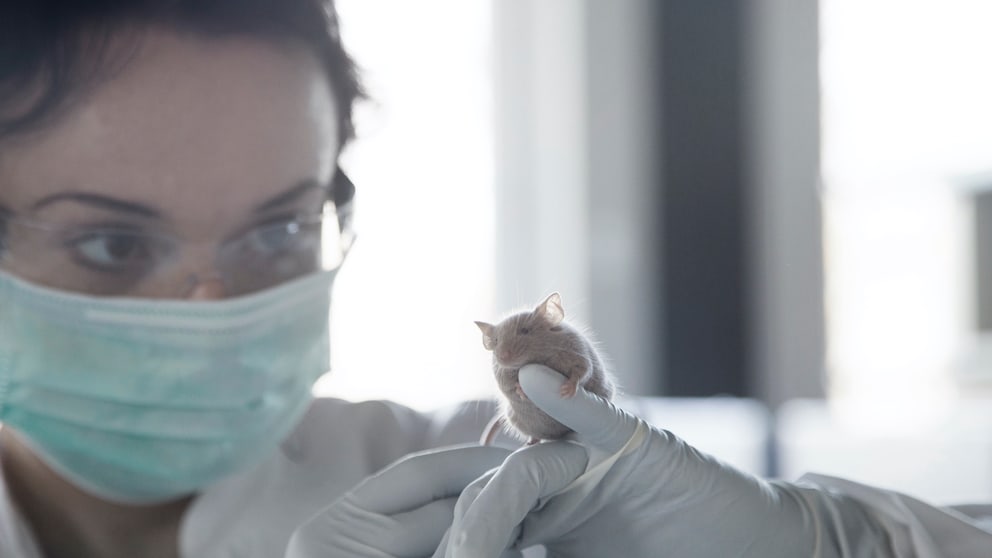 Frau mit Handschuhen, Maske und in Laborkittel hält eine Maus in den Händen