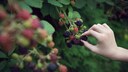 Brombeeren pflücken