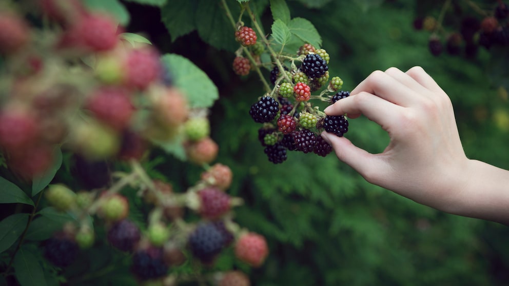 Brombeeren pflücken