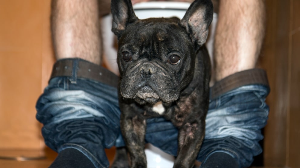 Mensch und Hund, Toilette