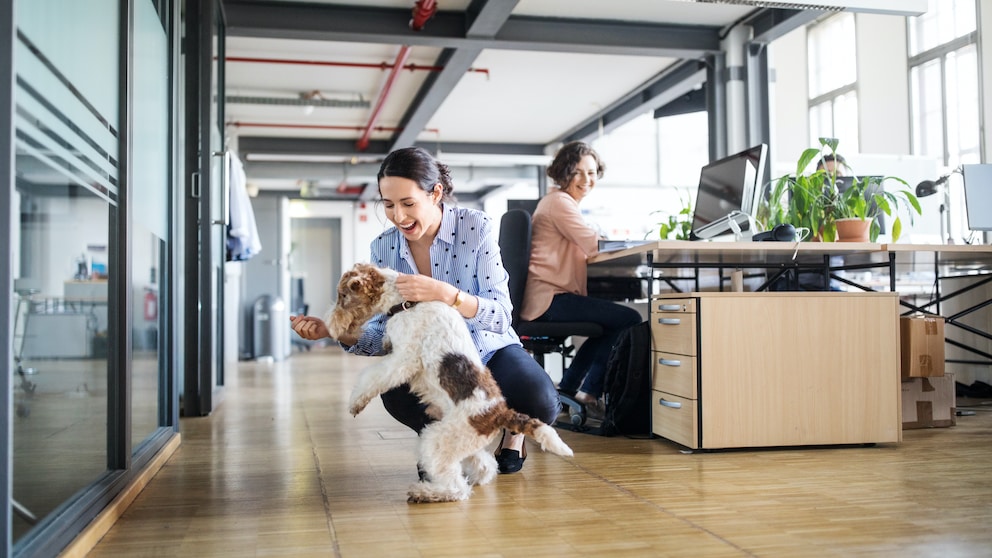 Eine Frau spielt im Büro hockend mit einem Hund, während ihre Kollegin an einem Schreibtisch sitzt