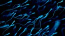 Menschliches Sperma