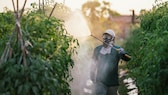 Einsatz von Pestiziden beim Tomatenanbau