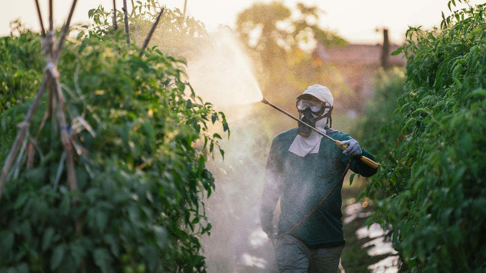 Einsatz von Pestiziden beim Tomatenanbau