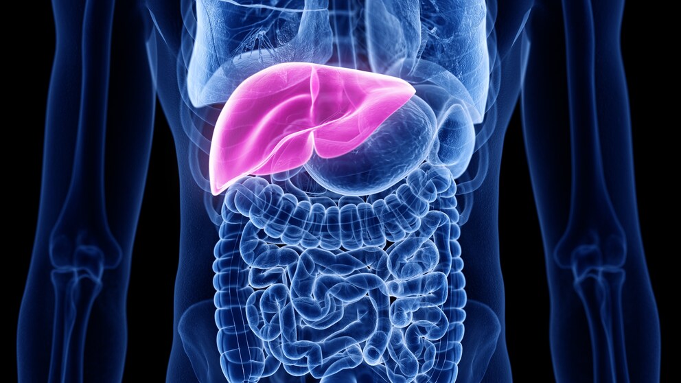 Computer-Illustration einer Leber