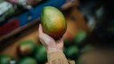 Eine Frau hält eine Mango in der Hand
