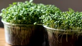 Microgreens gesund: Rucola und Brunnenkresse