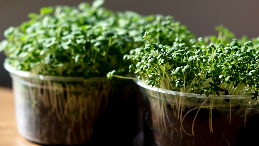 Microgreens gesund: Rucola und Brunnenkresse