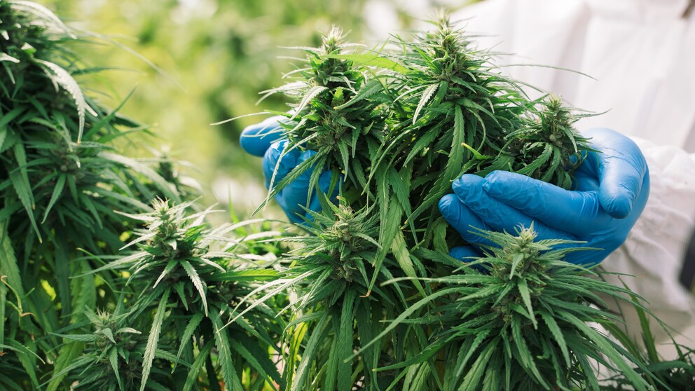 Cannabis Corona: Cannabis-Pflanze