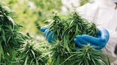 Cannabis Corona: Cannabis-Pflanze