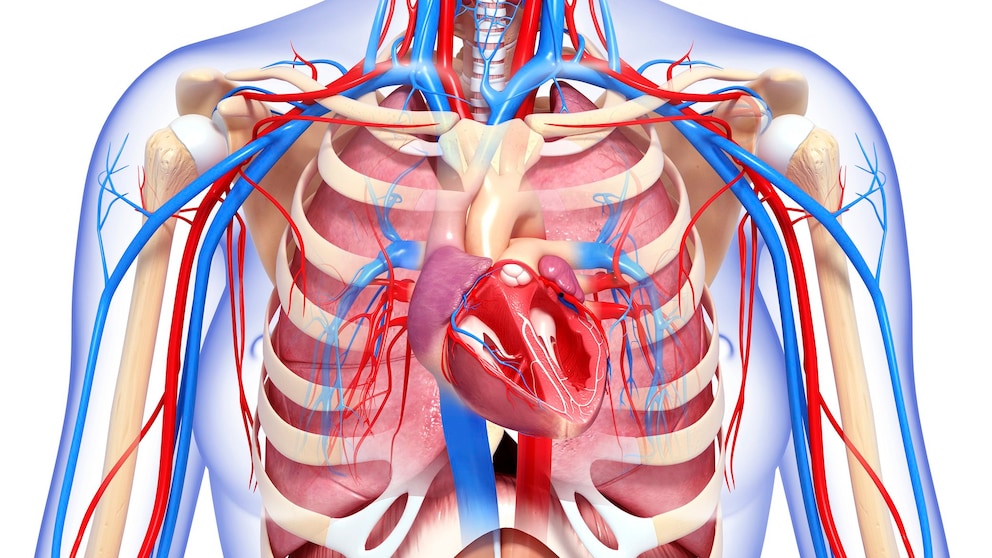 Bauchaorten-Aneurysma bei frauen: Symbolbild von Blutgefäßen und Organen