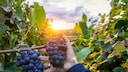 Resveratrol kommt besonders in den Schalen von roten Weintrauben vor und damit auch im Rotwein