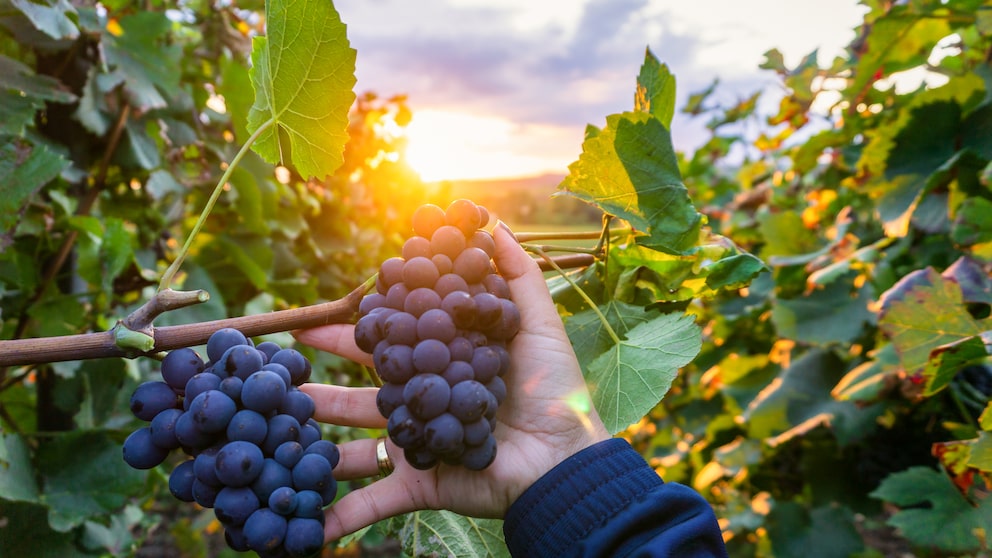Resveratrol kommt besonders in den Schalen von roten Weintrauben vor und damit auch im Rotwein