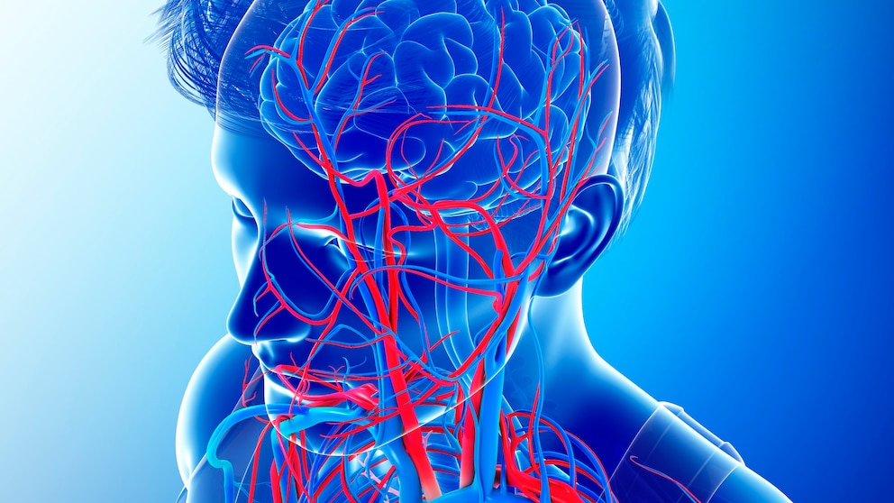 covid risiko herzerkrankungen: Illustration von Herz, Gehirn und Blutgefäßen