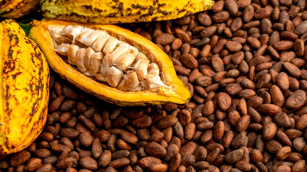 Flavonole Herz-Kreislauf-Erkrankungen: Kakaobohnen